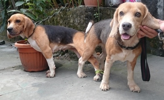 QUALITY BEAGLE STUDS 3 SIRES TO CHOOSE FROM 28REDS photo